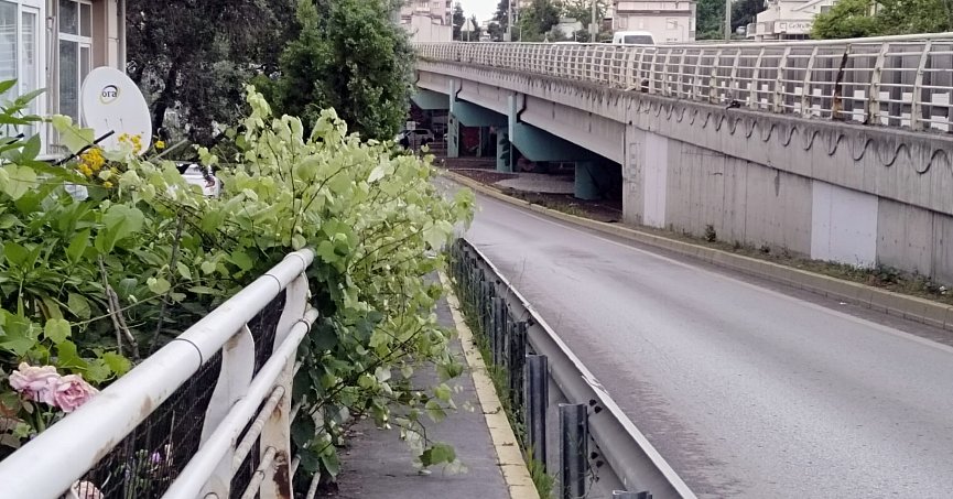 Kaldırım kenarındaki otlar budanmalı