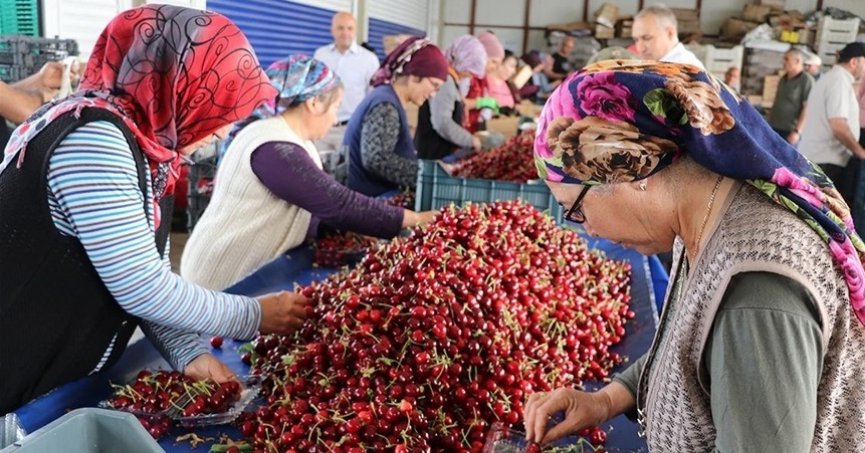 Napolyon kirazında ihracat hızlı başladı