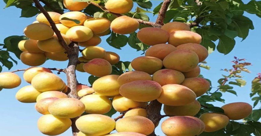 Mersin’de kayısının kilosu  8 liraya kadar düştü