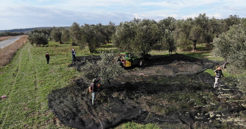Zeytin üreticisinin gözü Haziran yağmurlarında