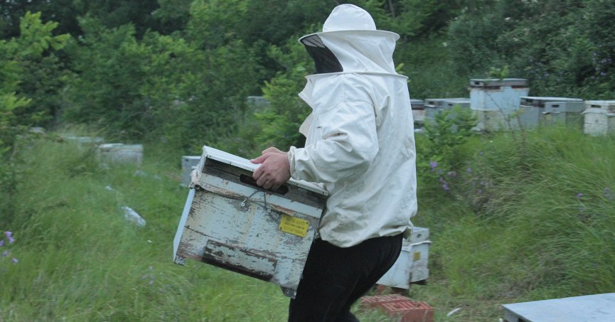 Ordulu arıcılar ‘çiçek balı’ için yaylalara göç başlattı
