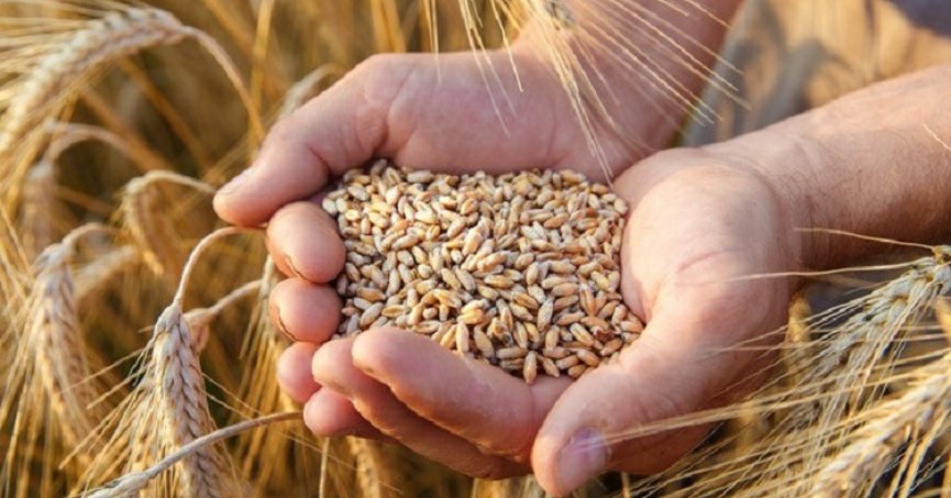 TMO, 2023 hububat alım detaylarını belirledi