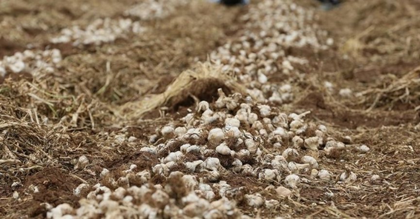 Gastronomi kenti Gaziantep’te sarımsak hasadına başlandı
