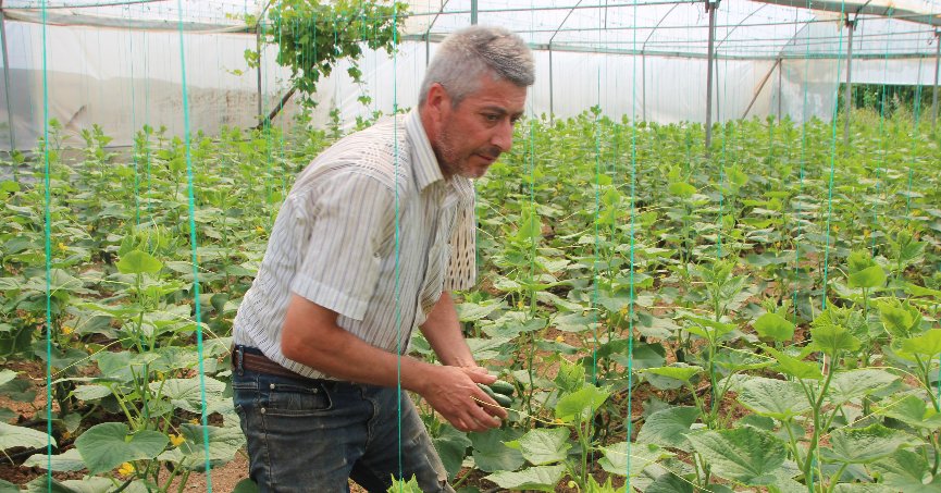 Seralarda salatalık hasadı başladı