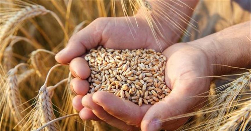 2023’te 20 milyon ton buğday üretimi hedefleniyor