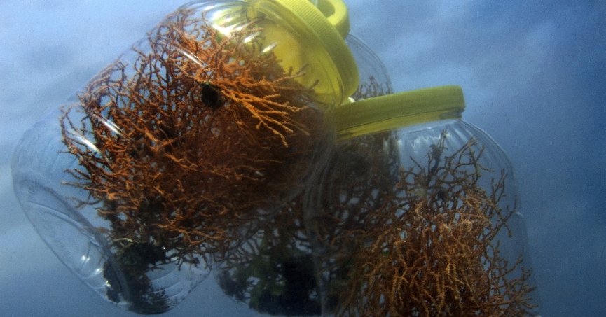 Denizin dibine 400 kök mercan ekildi