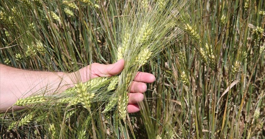 Hububattaki sarı pas hastalığının önüne geçilebilir