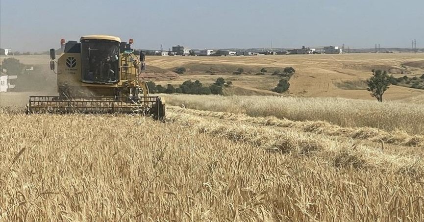 TMO hububat alımını 530 noktadan yapacak