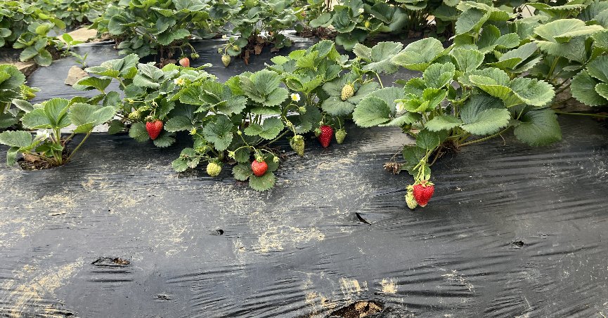 Yenice çileğinde rekolte ve verim üreticiyi memnun etti