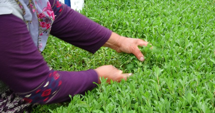 Madımak bu yıl sevenlerinin yüzünü güldürecek