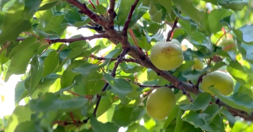 Kayısı rekoltesinde düşüş bekleniyor