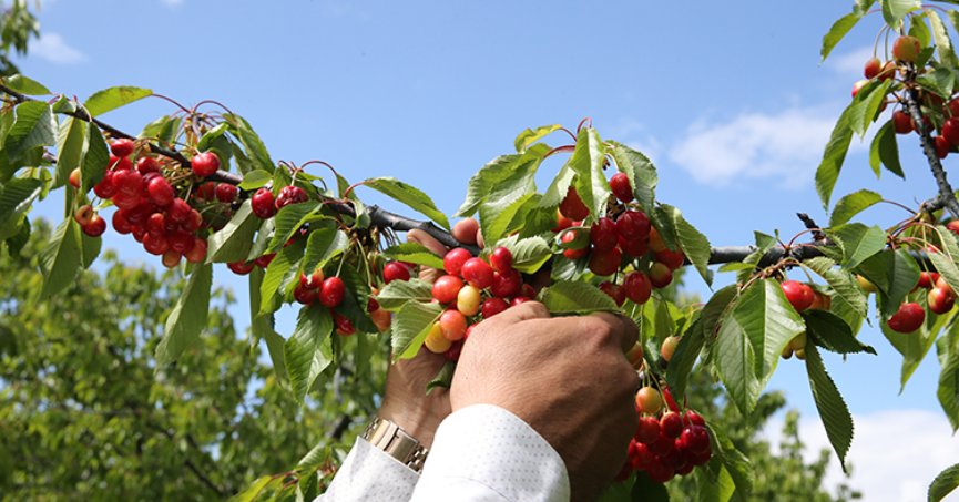 Tescilli Akşehir kirazında rekolte beklentisi arttı