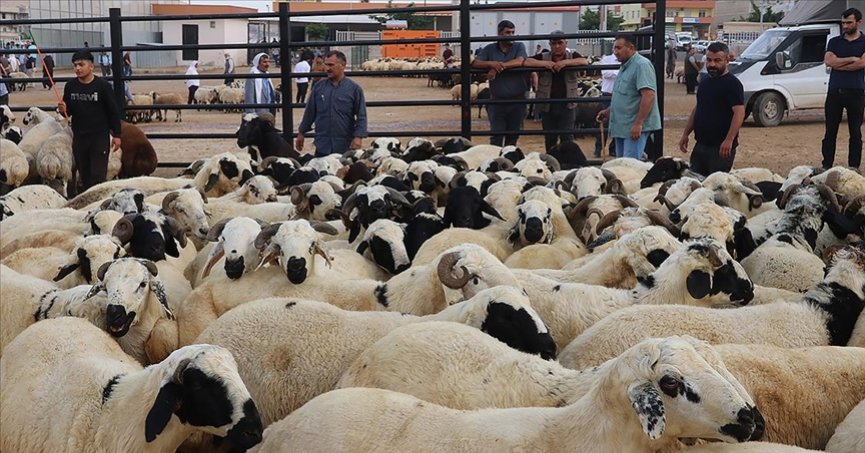 Doğu Anadolu’daki 4 ilden 155 bini aşkın kurban sevk edilecek