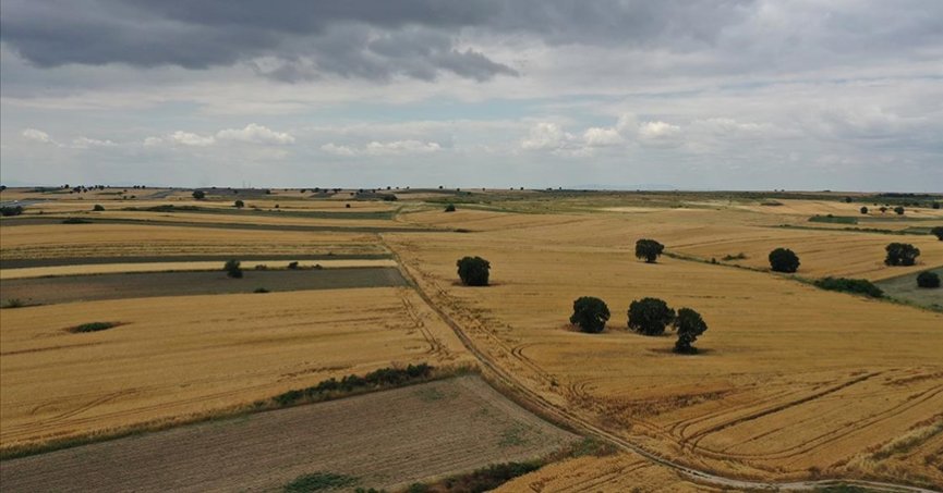 Bahar yağmurları buğdayda rekolte beklentisini yükseltti