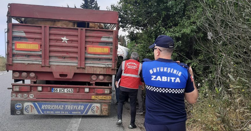 Kurbanlıkların nakliyesine  yönelik sıkı denetim