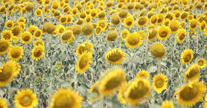 Yağışlar, ayçiçeği üreticisini umutlandırdı