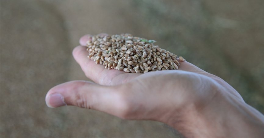 Lisanslı depolarda randevuyla  hububat alımı başlıyor