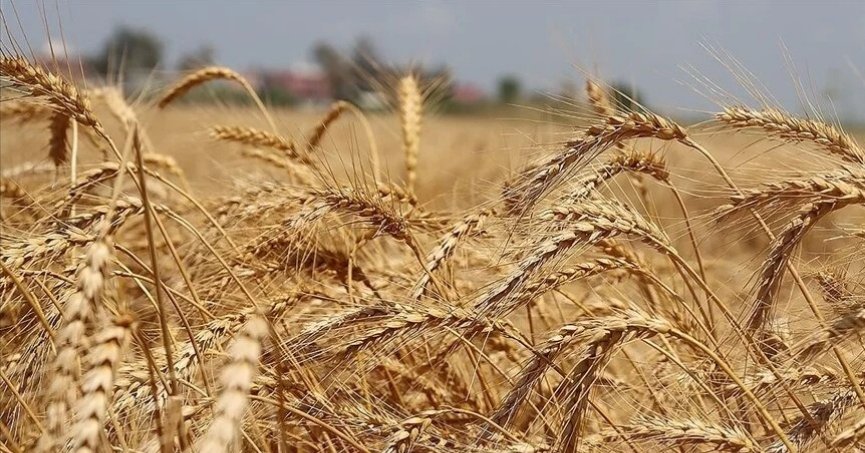 UHK’nin buğday rekolte  tahmini 750 bin ton arttı