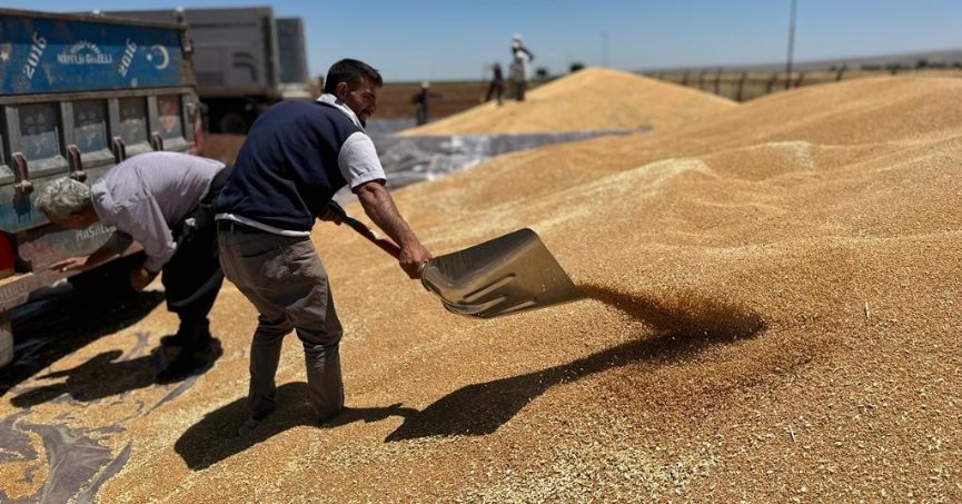 Ambarlar doldu,  silolarda yer kalmadı