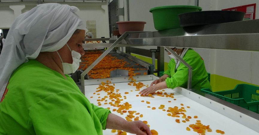 Kuru kayısı ihracatı yüzleri güldürdü