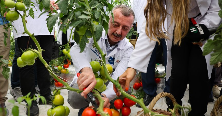 Tarımda ilk olan sistemde hasat heyecanı
