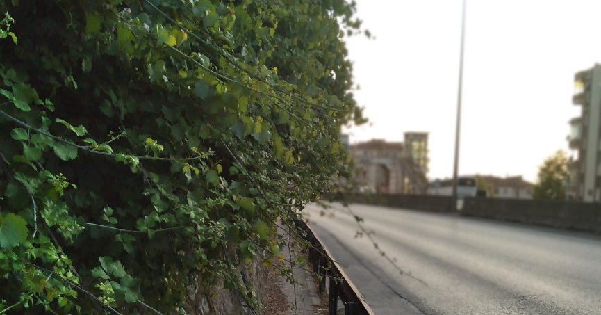 Duvardan sarkan otlar,  yürümeyi güçleştiriyor