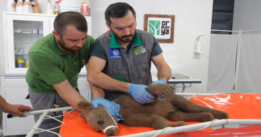 Yaralı bulunan ayı yavrusu  Ormanya’da tedaviye alındı