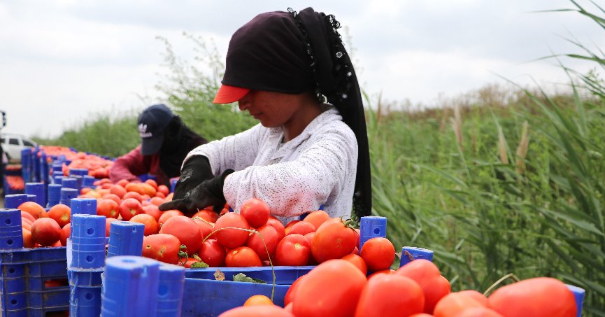 Turfanda domateste 115  bin ton rekolte bekleniyor