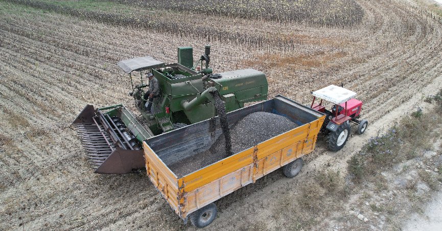 Stratejik ürün olan yağlık  ayçiçeğinde hasat başladı