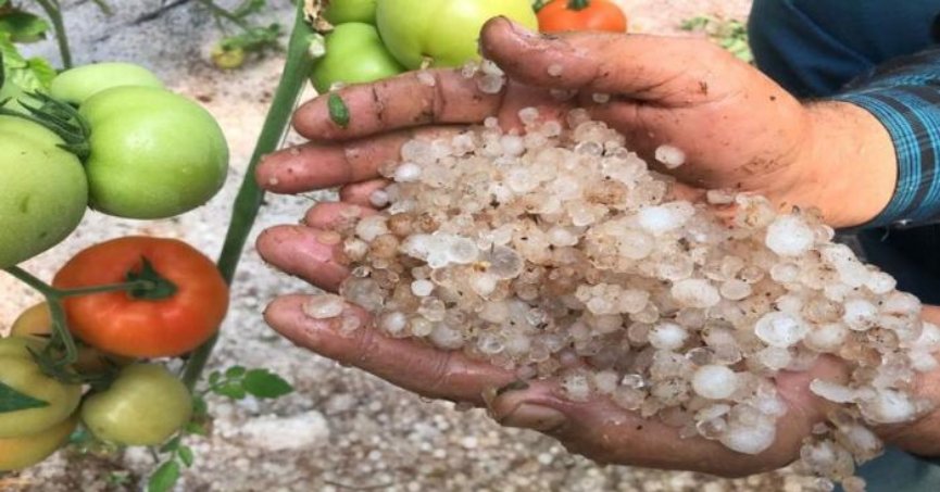Dolu hasarları, tarım sigortası  ödemelerinde ilk sırada