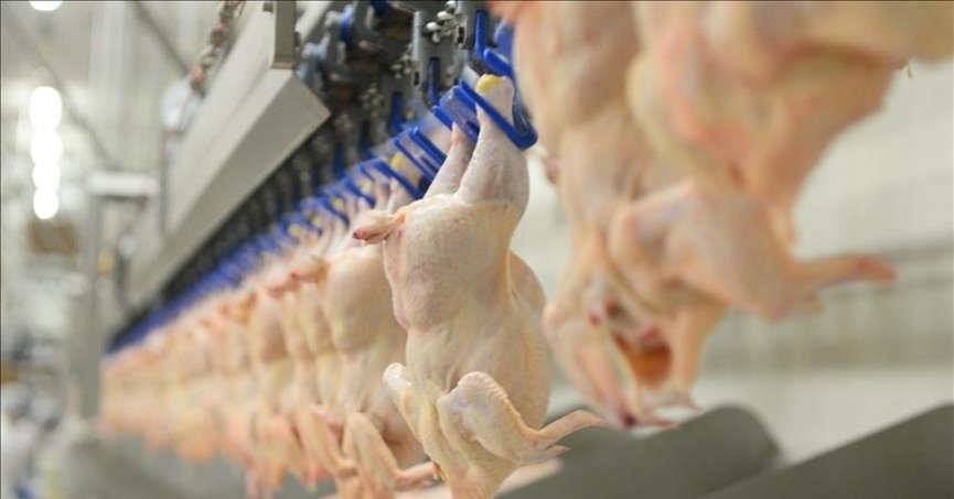 Tavuk eti üretimi Mayıs’ta  yıllık bazda yüzde 5,1 arttı