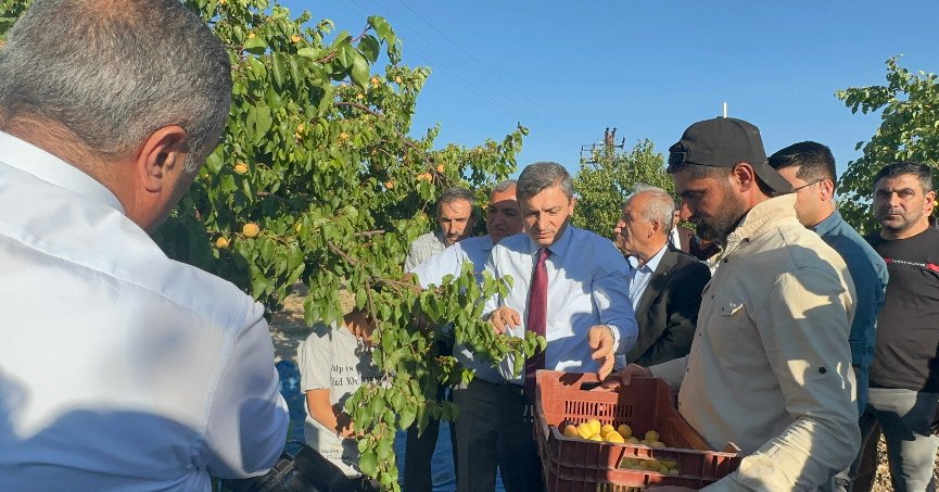 Malatya’da 750 milyon  dolarlık kayısı ihracatı hedefi