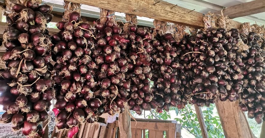 Tescilli mor soğanda hasat zamanı