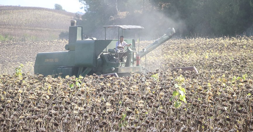 Ayçiçeğinde yüksek  rekolte beklentisi