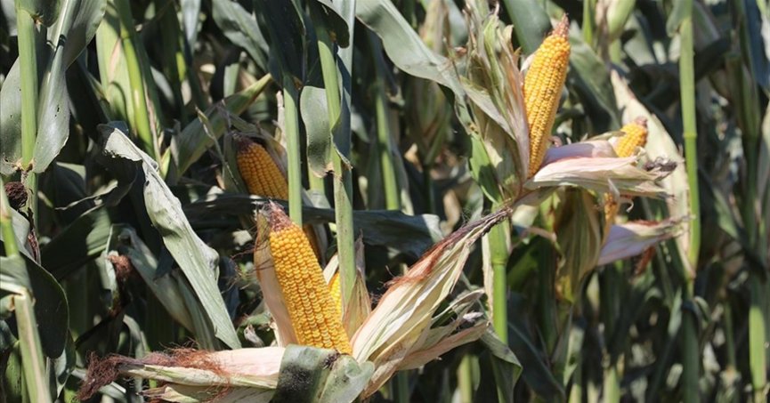 Yağışlı hava mısırda rekolte beklentisini artırdı