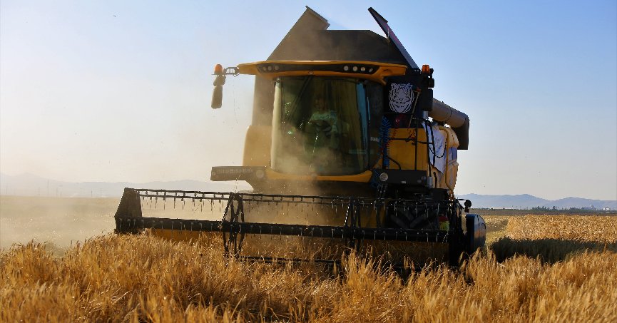 Tahıl ambarında 2 milyon 400 bin ton buğday rekoltesi beklentisi