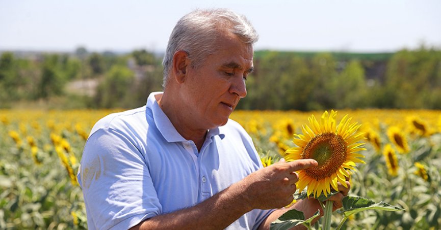 Aşırı sıcaklar ayçiçeğinde verim kaybına neden olabilir