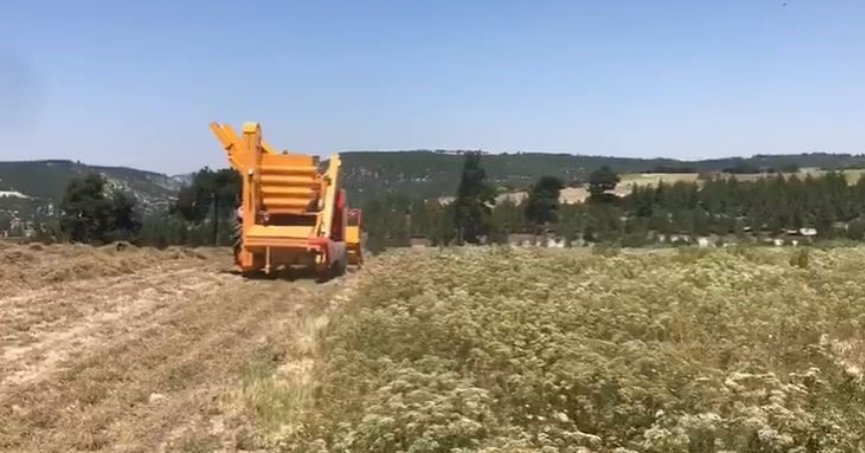 Dünyanın kekik bahçesinde hasat