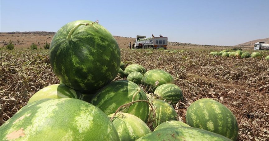 Diyarbakır’da bu yıl 150 bin tonu aşkın karpuz rekoltesi bekleniyor