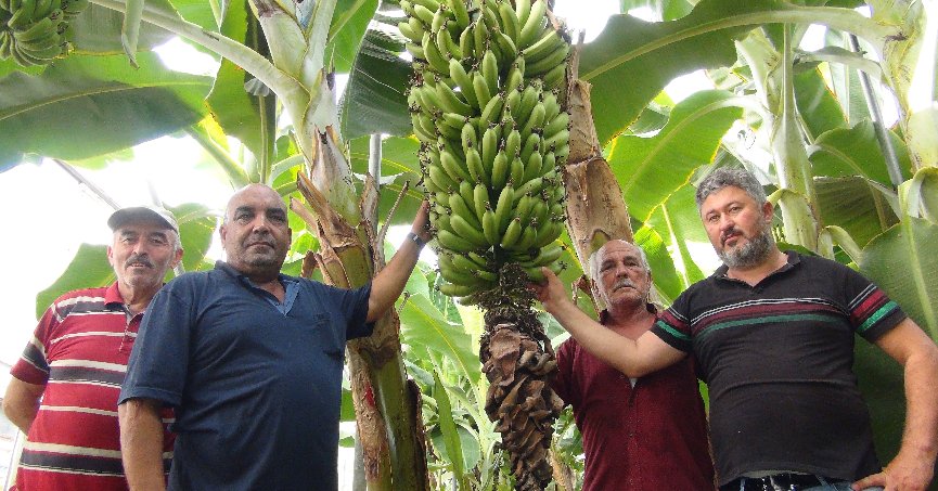 Serada 60 derecede muz hasadı yapıldı