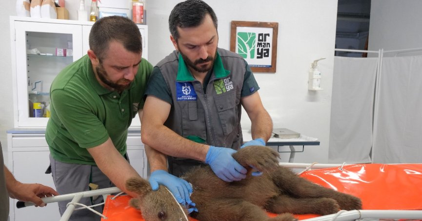 Ormanya’da tedavi edilip doğaya salındı