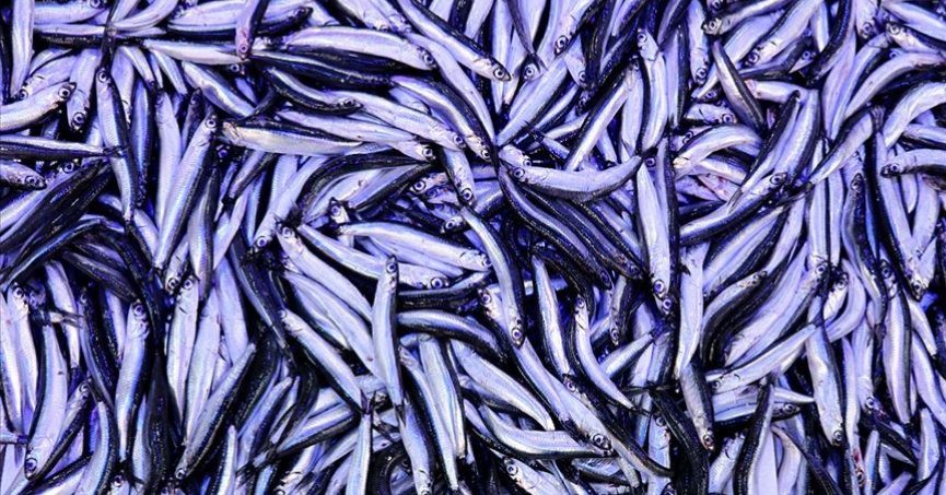 Hamsi ihracatı ilk yarıyı yüzde 7 artışla kapattı