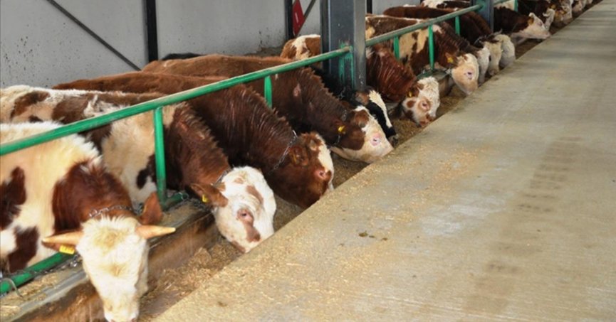 Hayvan çiftliklerinin üretim kapasitesi artırılacak