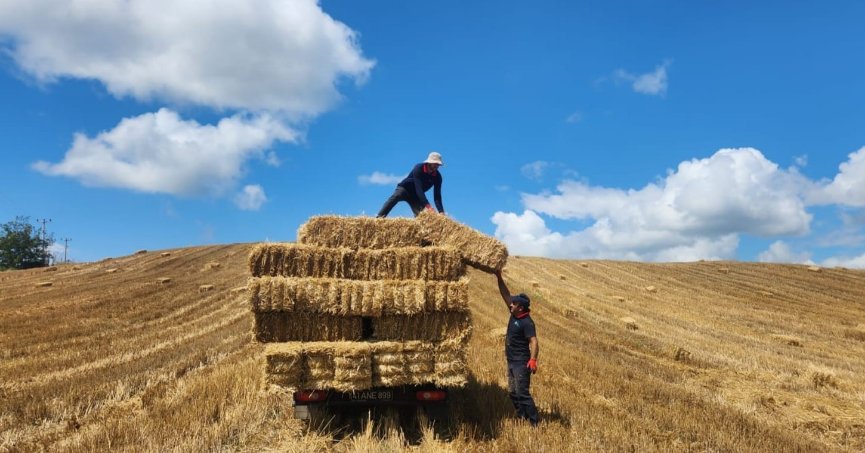 Buğday tarlasından elde edilen balyalar üreticilere verilecek
