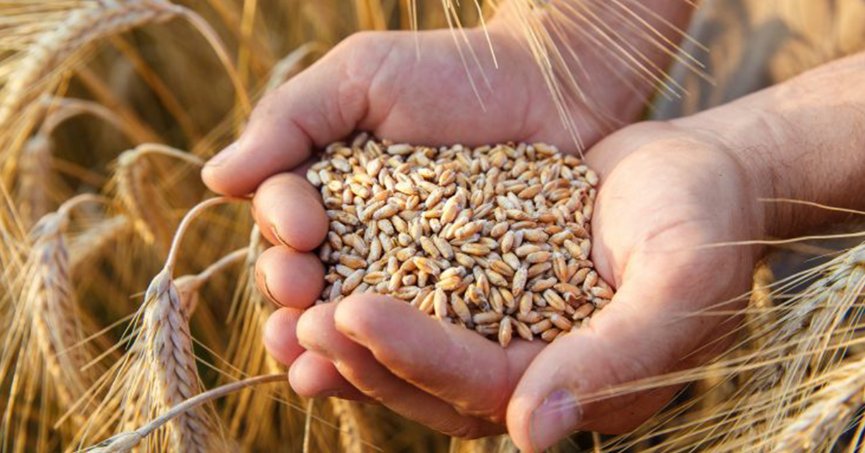 IMF’den uyarı: ‘Tahıl fiyatları yüzde 15’e kadar artabilir’