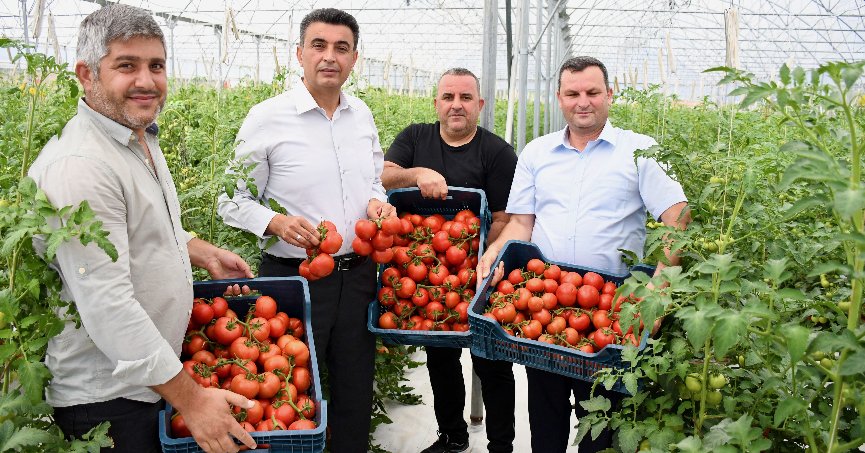 Volkanik cürufla domates verimi artırıldı