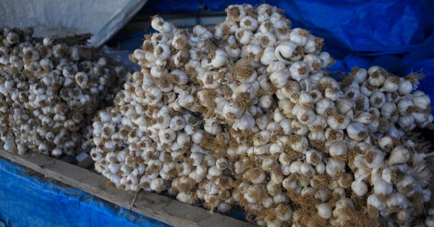 Taşköprü sarımsağında rekolte beklentisi 25 bin ton