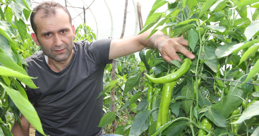 Organik gübreyle ürettiği biberi hasat ediyor