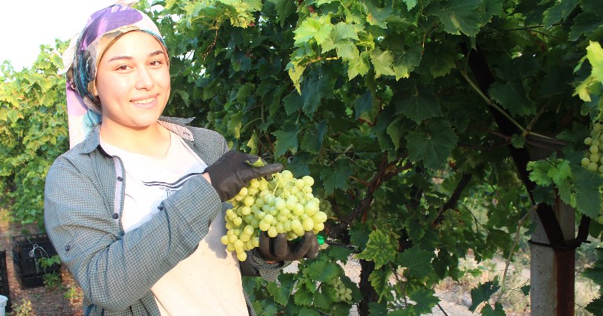 Erkenci üzümde ilk ihracat tırları yola çıktı