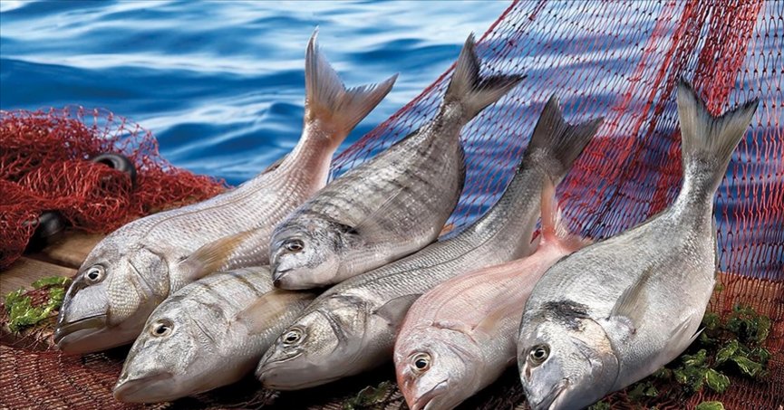 Su ürünleri ihracatı, ilk yarıda  829 milyon dolara ulaştı